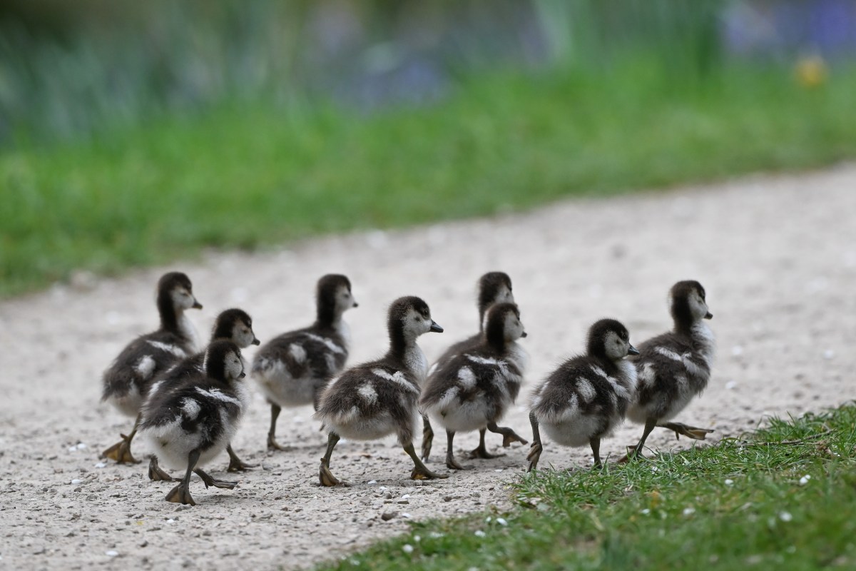 Khi mọi thứ chúng ta thích đều là một "Psyop": Sự thật về thao túng thuật toán và tiếp thị kỹ thuật số
