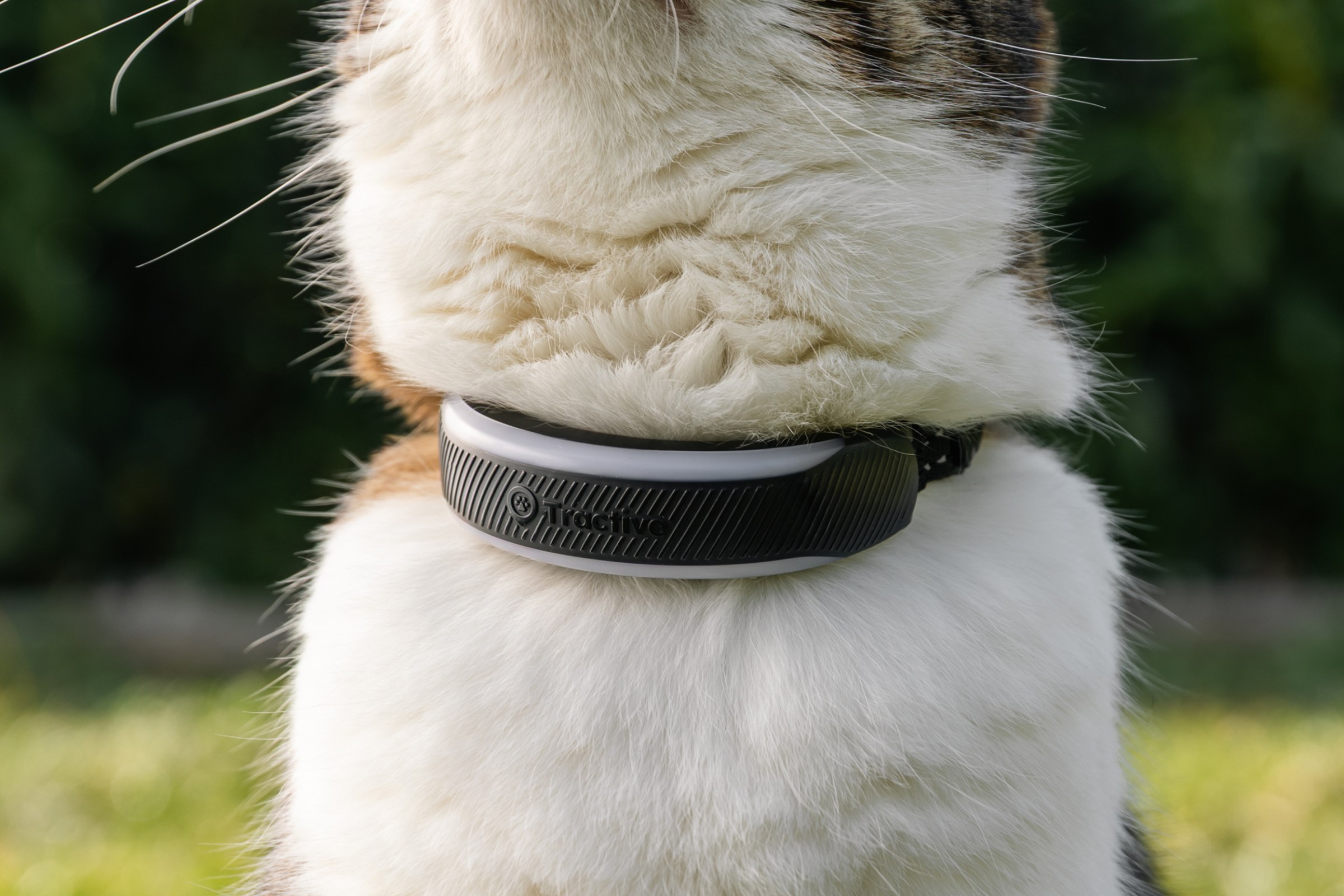 Cat 6 Mini có thiết kế gọn nhẹ hơn