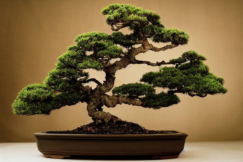 PrismML giới thiệu mô hình Bonsai 8B 1-bit: Hiệu suất cao, nhỏ gọn và siêu tiết kiệm điện