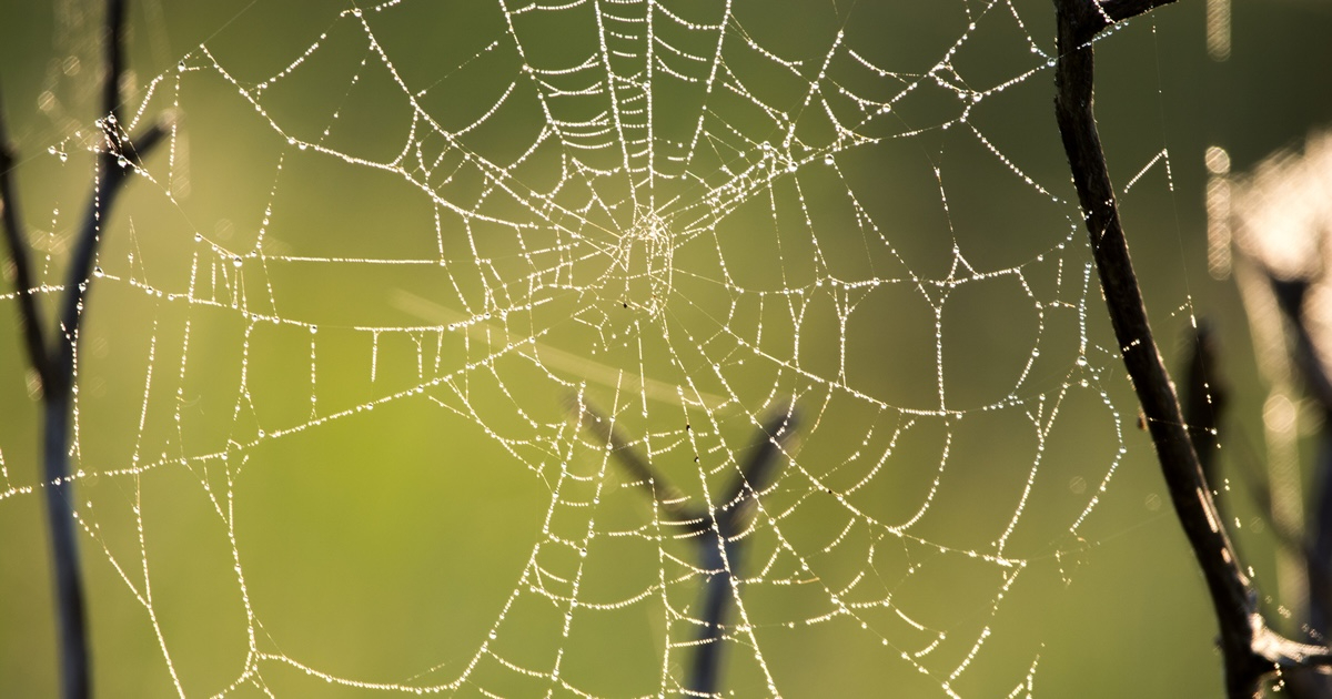 GitHub Thu Thập Dữ Liệu Tương Tác Từ Người Dùng Để Huấn Luyện Mô Hình AI