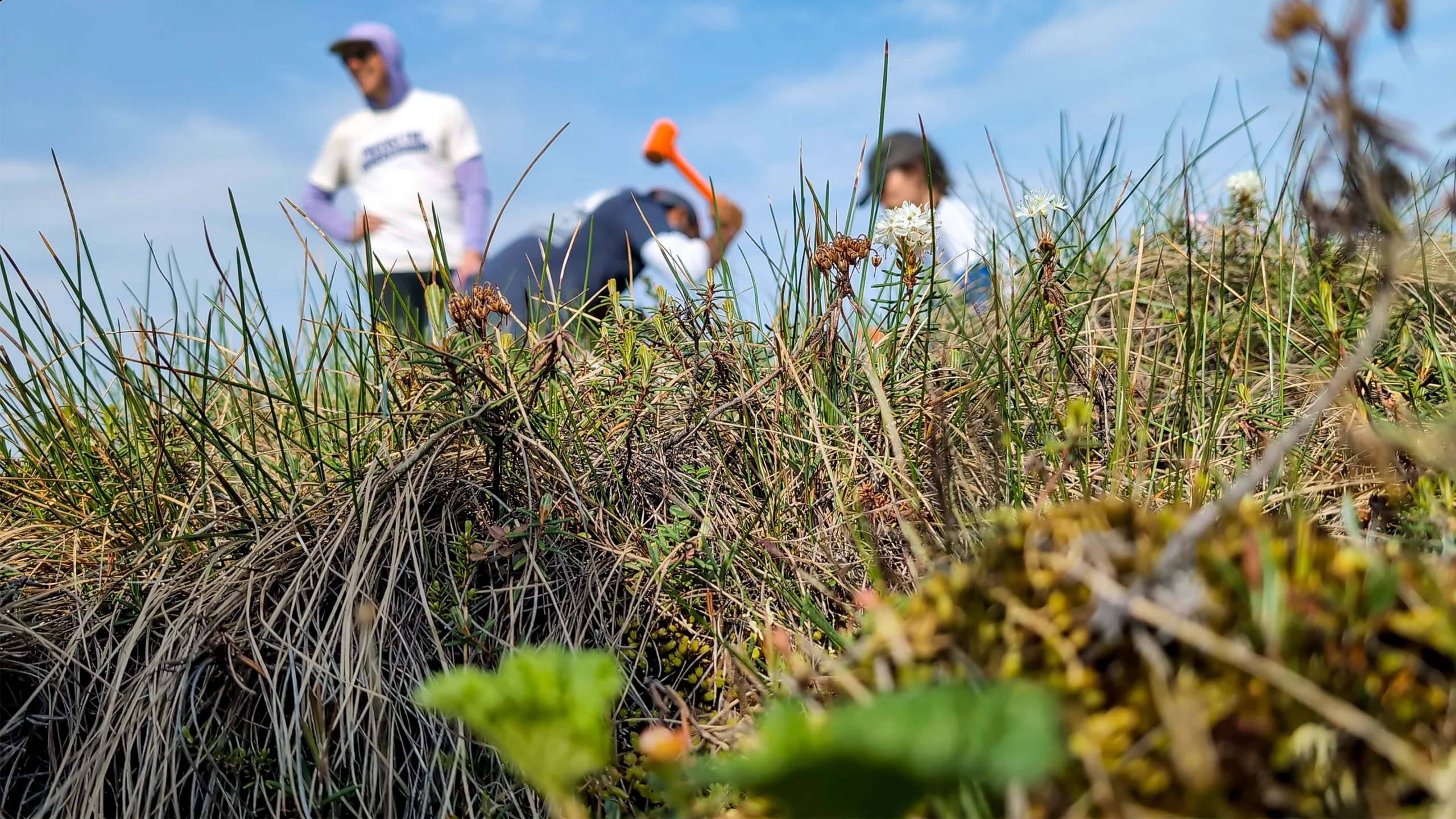 Nhà sinh học học lấy mẫu đất ở phía Bắc Alaska