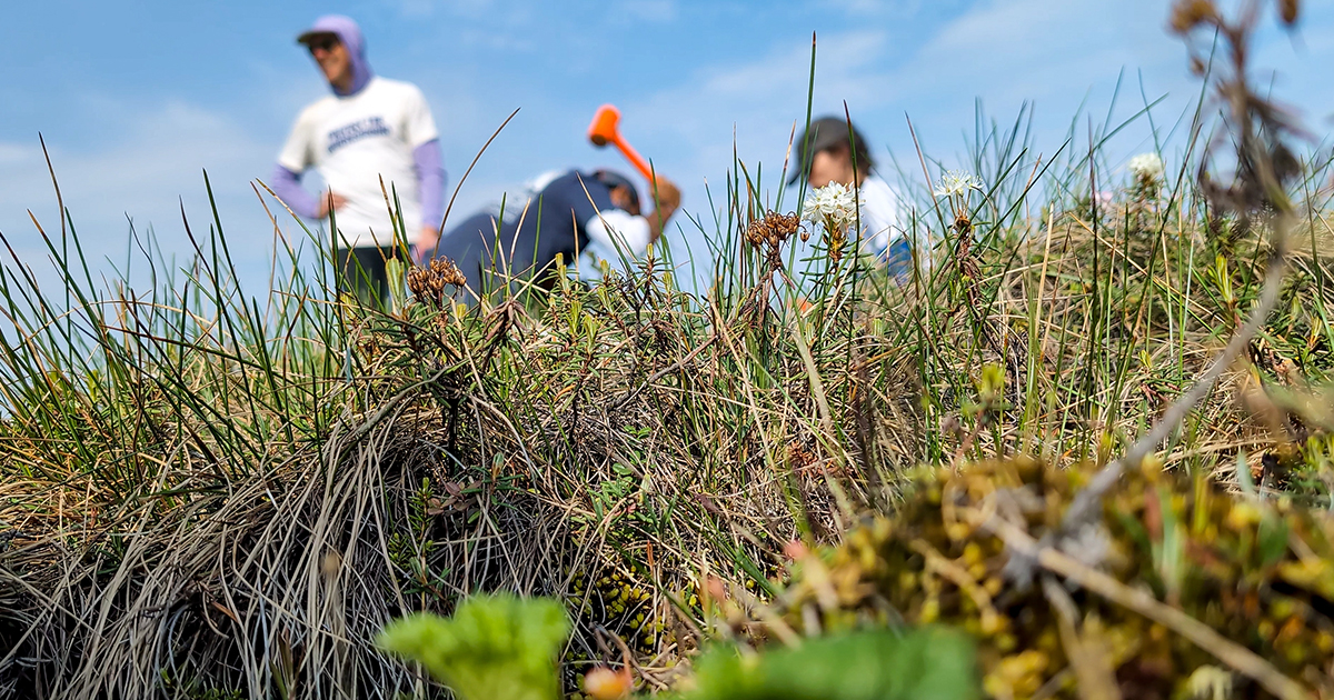 Hành trình Bắc Cực và công nghệ AI: Hé lộ mạng lưới nấm ngầm giữ vai trò sống còn