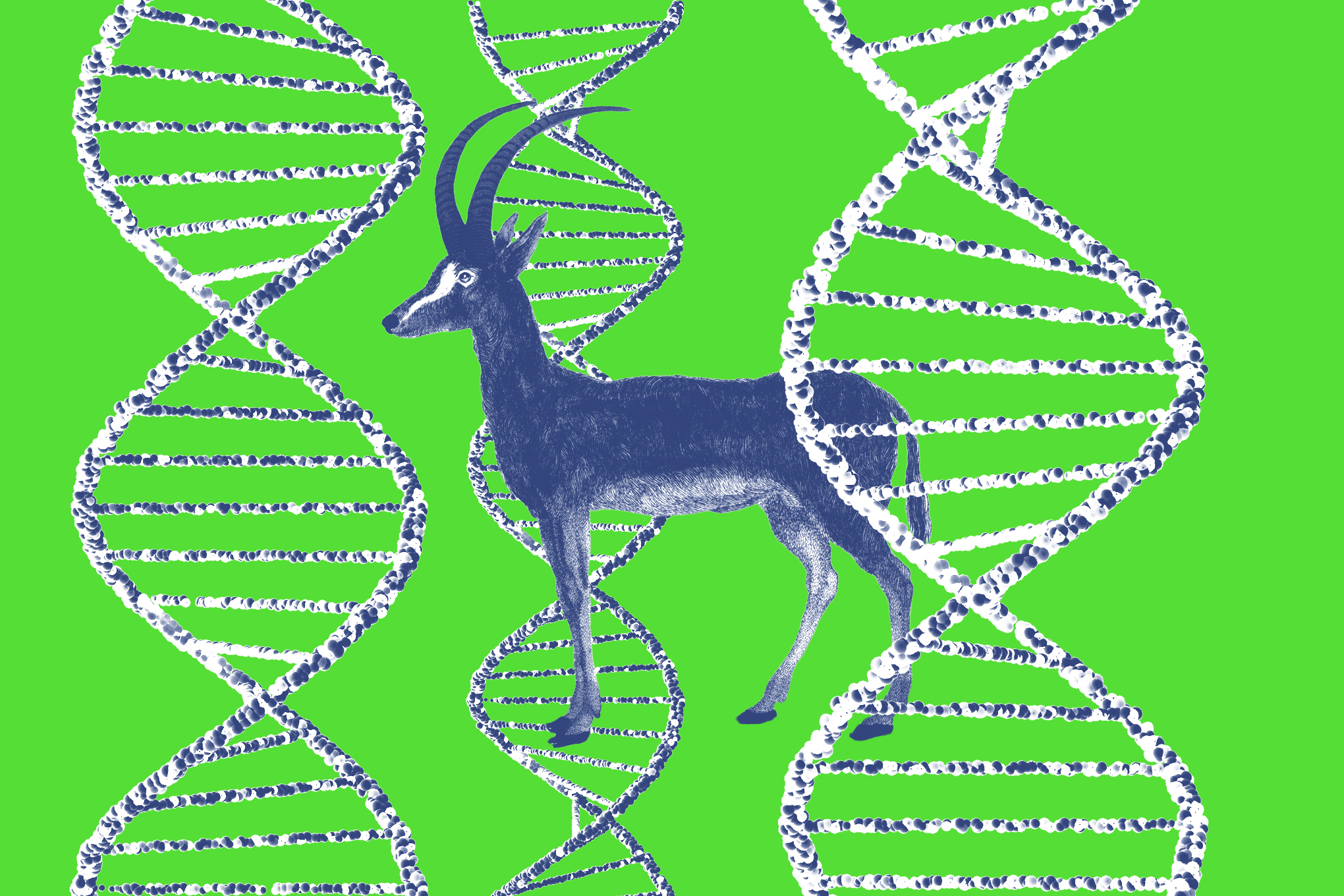 Minh họa dự án hồi sinh linh dương Bluebuck của Colossal