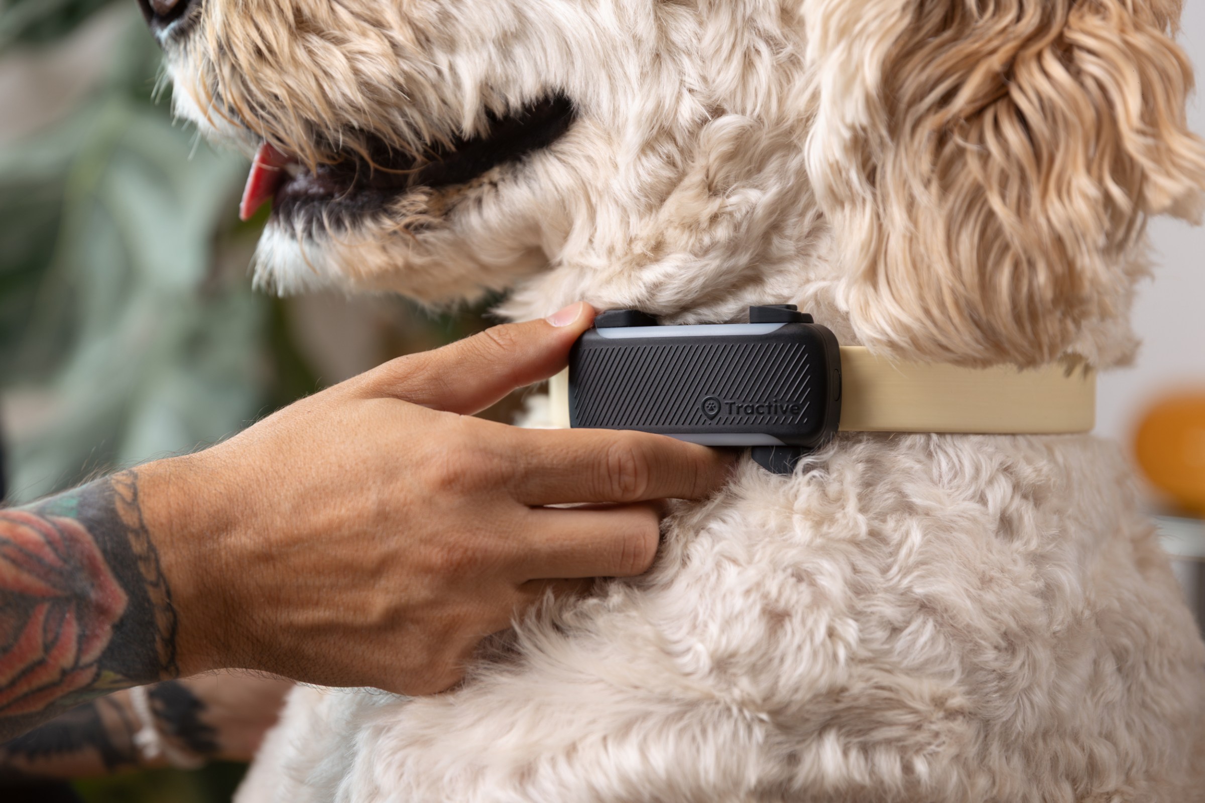 Dog 6 XL với thời lượng pin được cải tiến