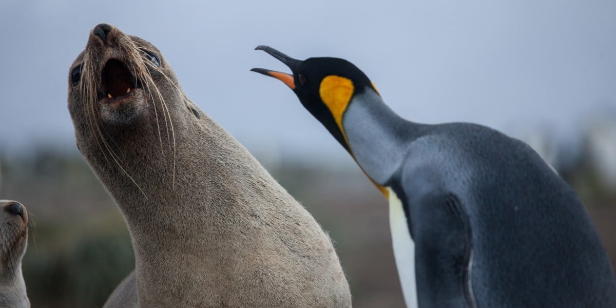 Lỗ hổng "Copy Fail" trong nhân Linux mở đường tấn công root dễ dàng