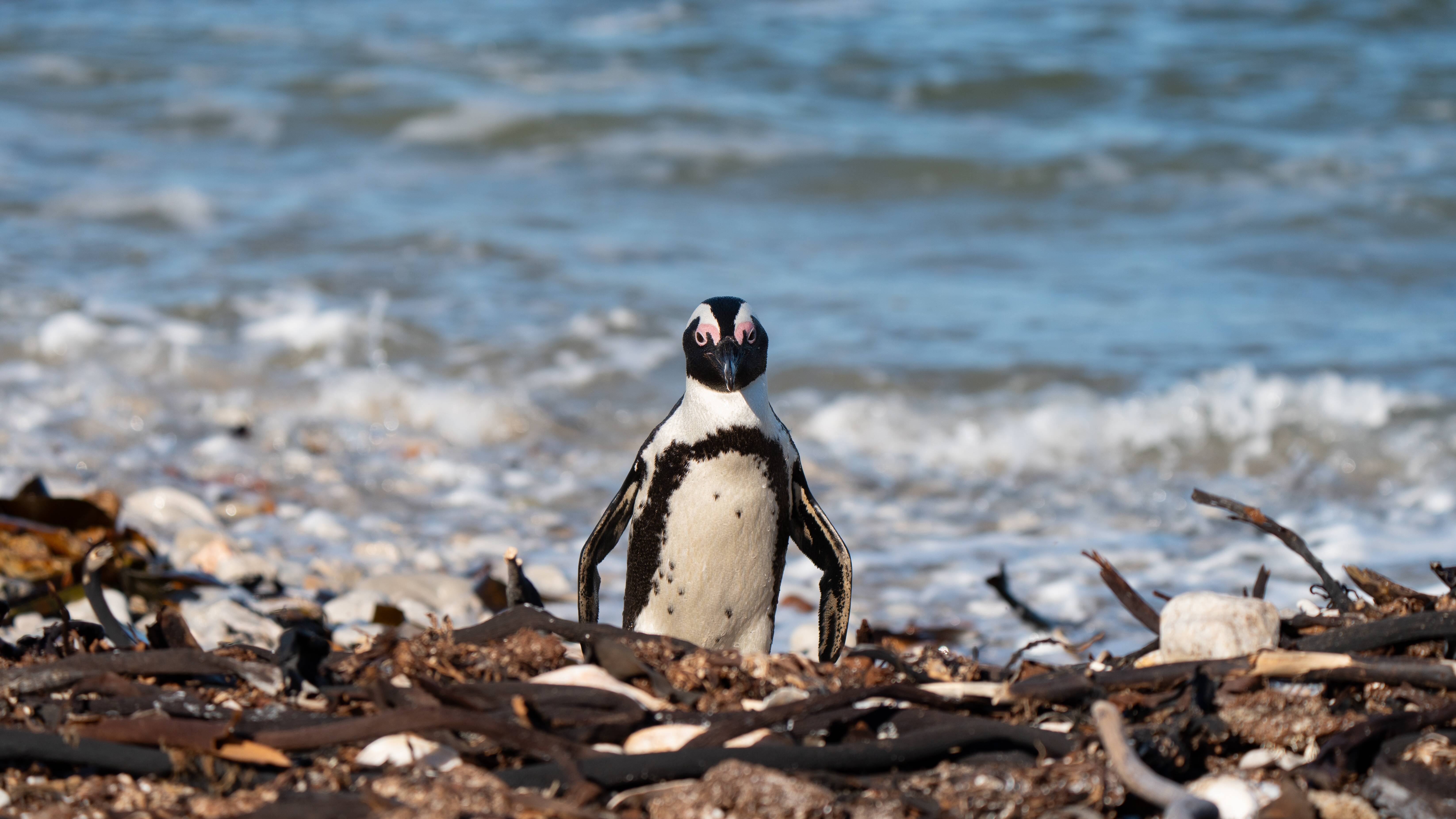 Linux Kernel tiếp tục loại bỏ hỗ trợ cho các thiết bị cổ lỗ sĩ