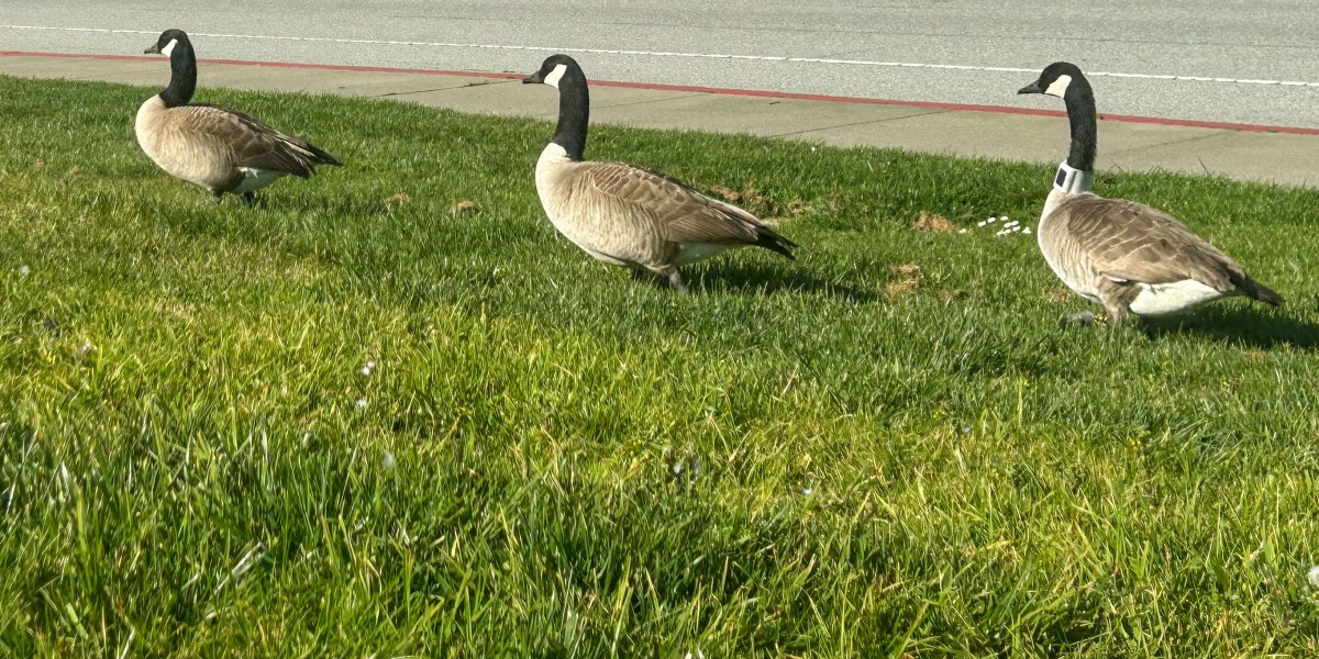 Foster City dùng GPS, drone và robot để giải quyết nạn ngỗng xâm lấn