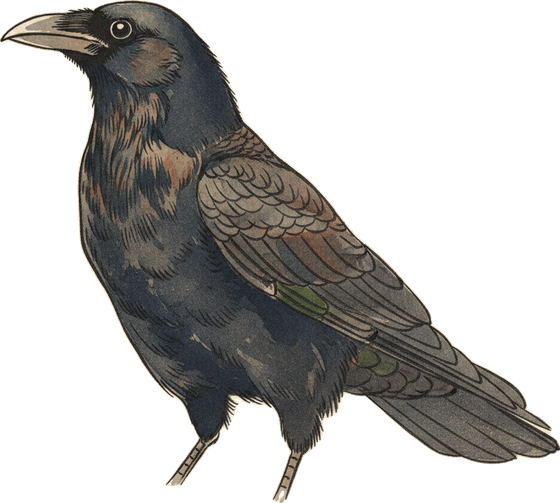Hình minh họa chim American Crow