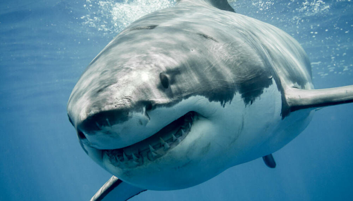 Chiến dịch Megalodon đầu độc hơn 5.500 kho lưu trữ GitHub