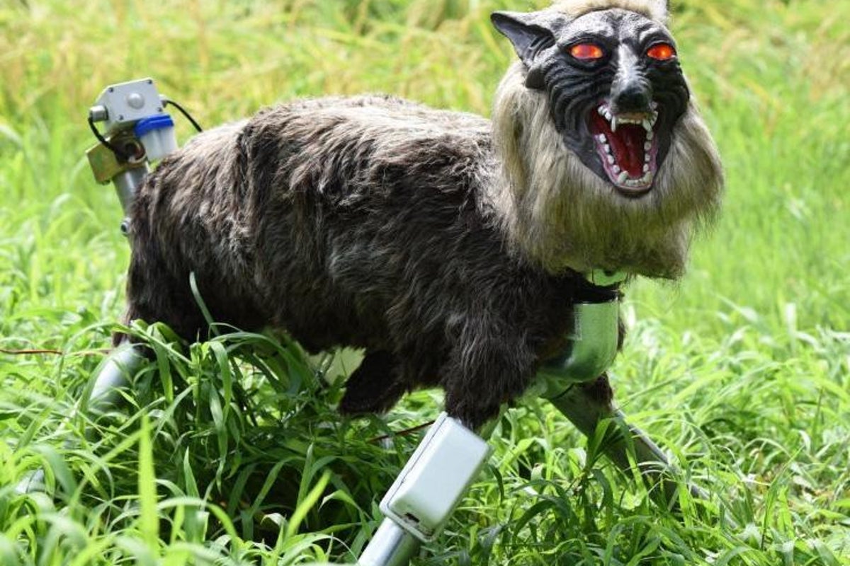 Robot sói "Monster Wolf" của Nhật Bản cháy hàng khi các vụ tấn công của gấu tăng đột biến