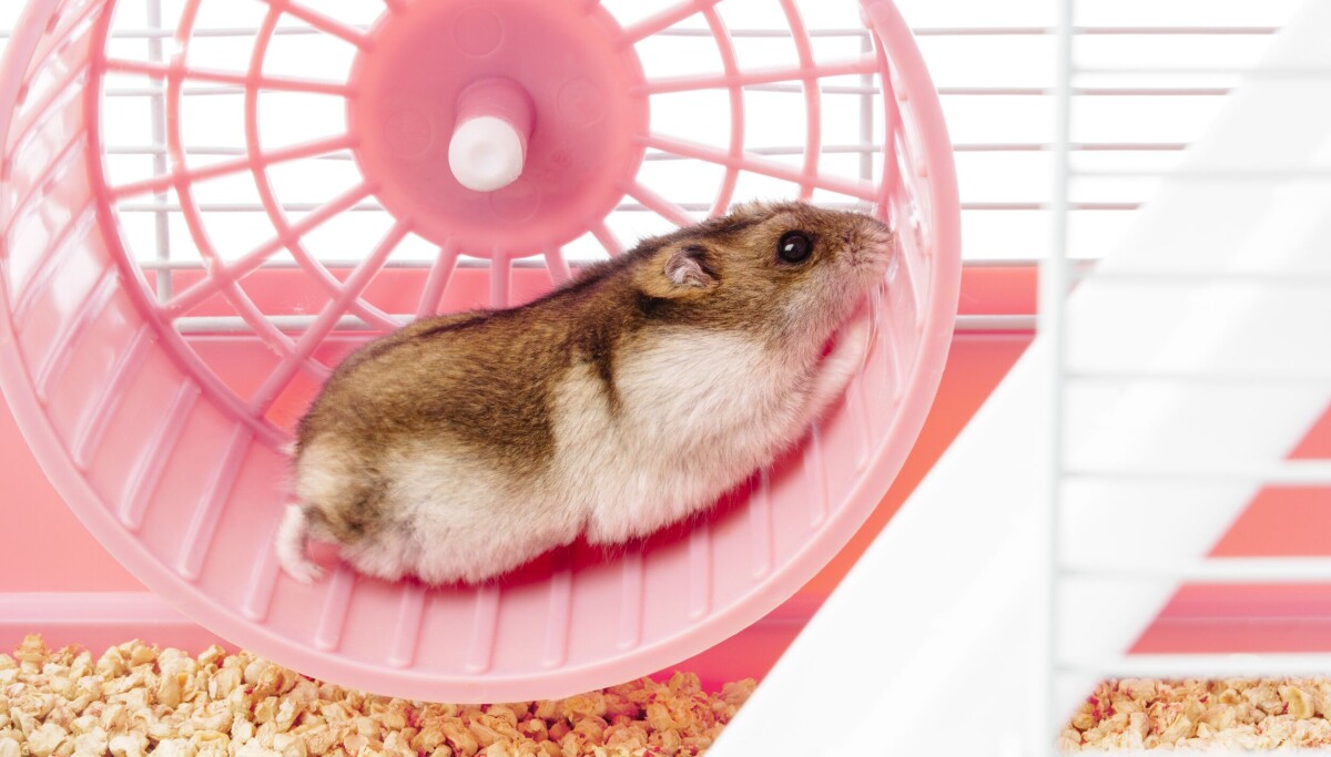 Thiên tài trẻ biến bánh xe chuột hamster thành trạm sạc năng lượng xanh