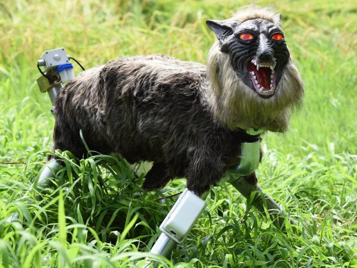 Robot sói Monster Wolf được sử dụng để xua đuổi động vật hoang dã