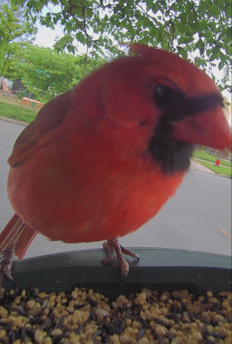 Chim Northern Cardinal được máy ghi lại