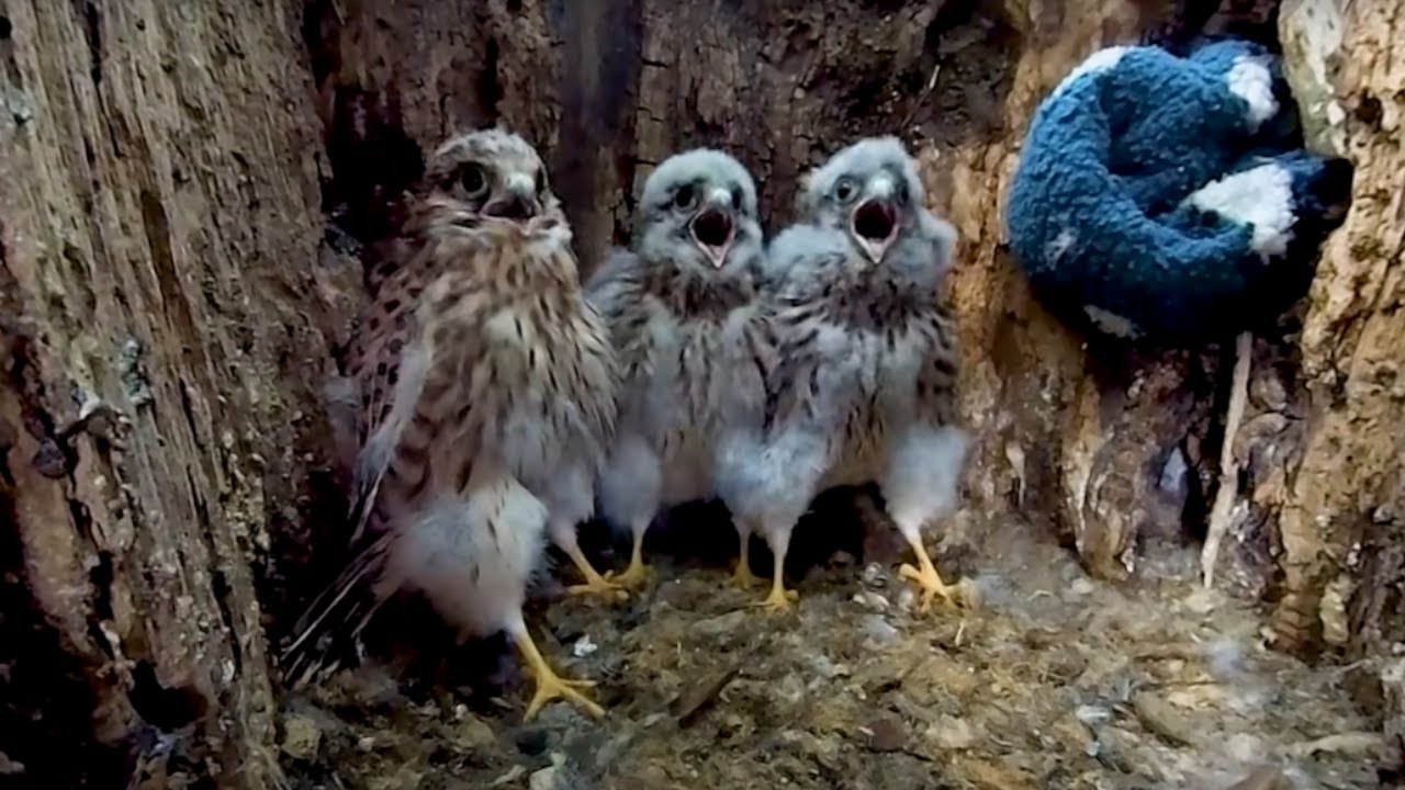 Giới thiệu Nightwatch: Trợ lý AI SRE mã nguồn mở giúp điều tra nguyên nhân gốc rễ sự cố