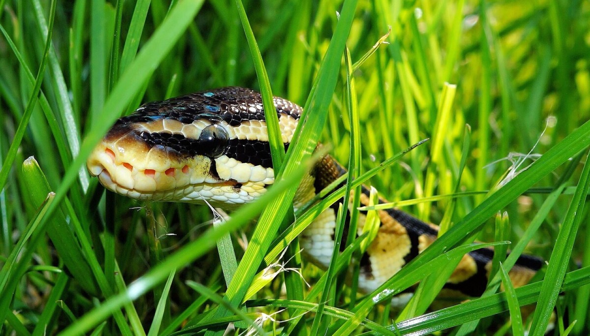 Trực giác và AI cứu lập trình viên Python khỏi cuộc tấn công chuỗi cung ứng nguy hiểm