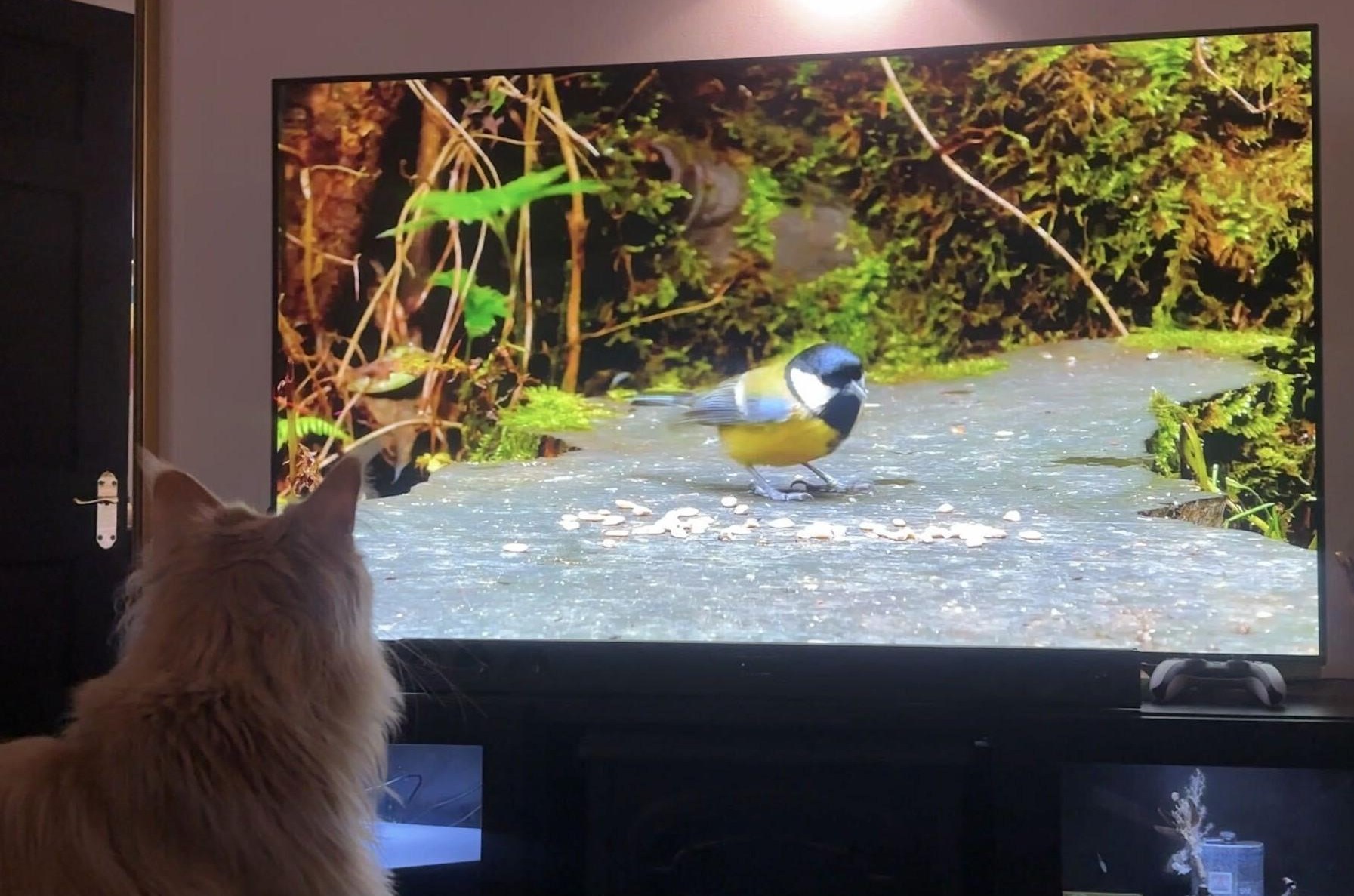 Video 'cat TV' trên YouTube giúp mèo cưng giải trí trong những ngày không thể ra ngoài