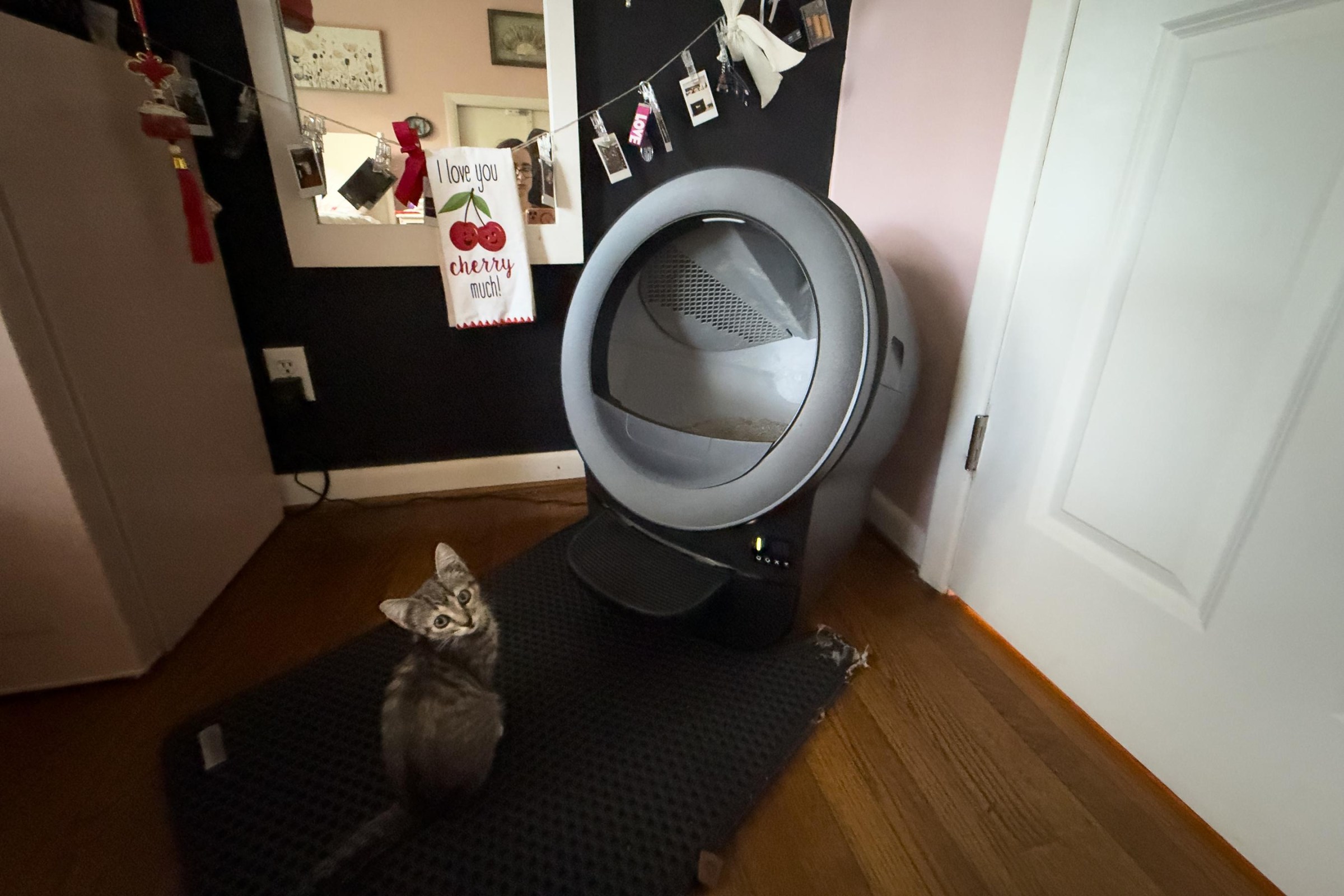 Litter-Robot Evo nhỏ gọn phù hợp phòng nhỏ