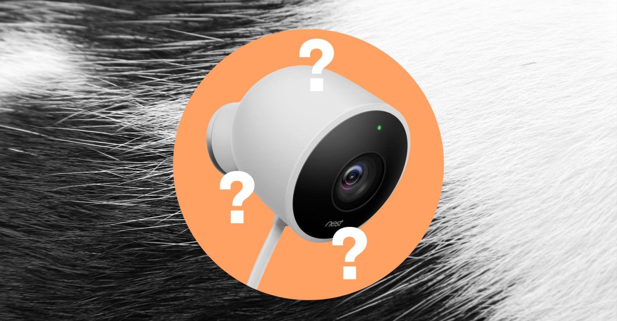 Pet Memory của Google quên mất mèo của tôi là ai