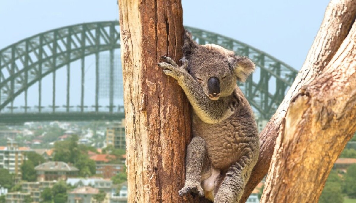 Chuỗi khách sạn Quest của Australia rò rỉ dữ liệu khách hàng sau sự cố từ bên thứ ba