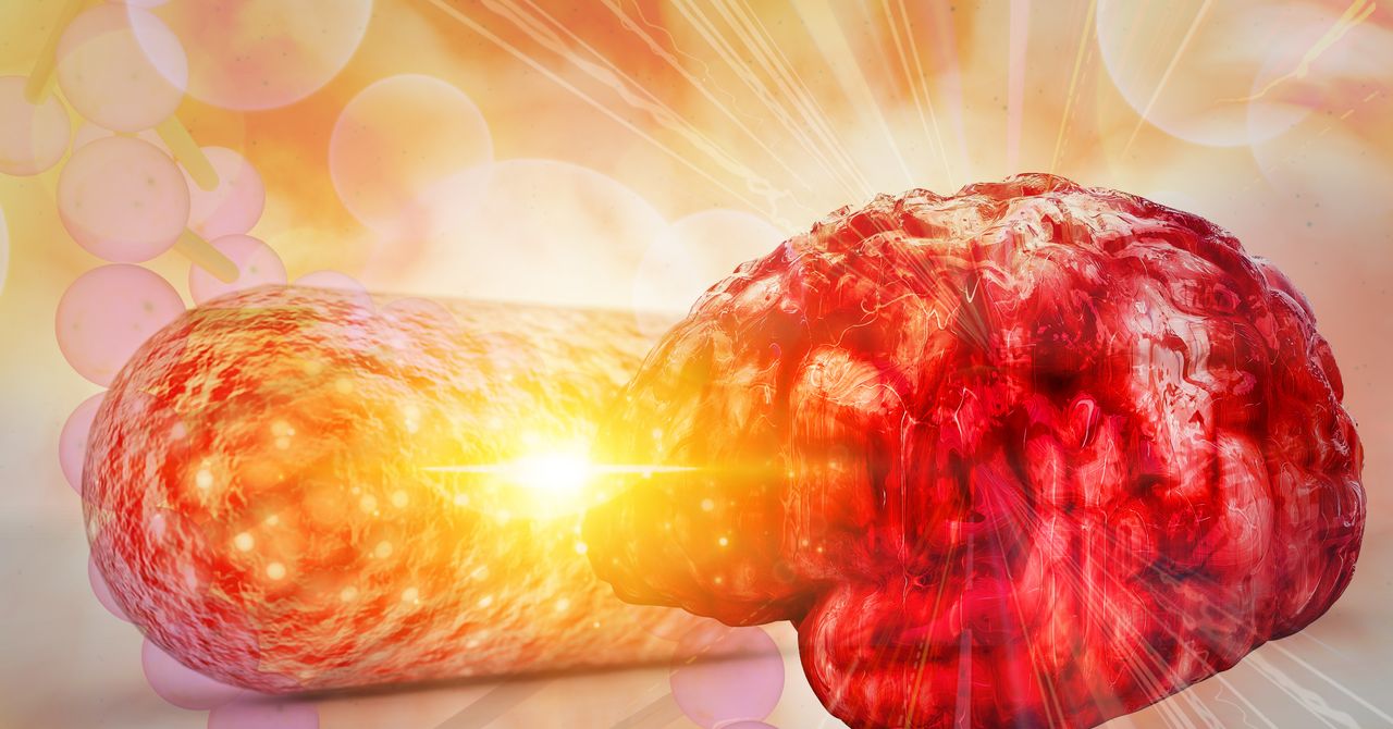Phát hiện mối liên hệ mới giữa vi khuẩn đường ruột và bệnh Alzheimer