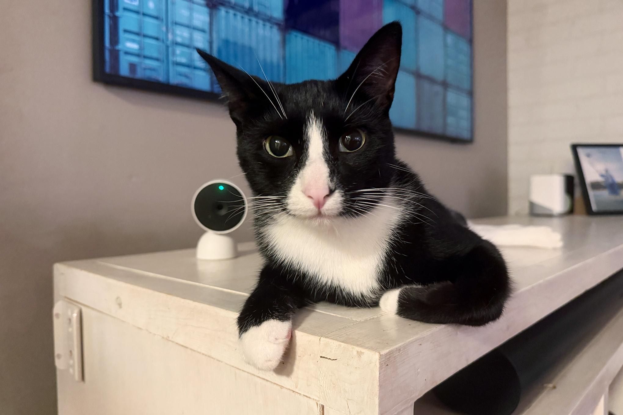 Mèo con đang kiểm tra Nest Cam
