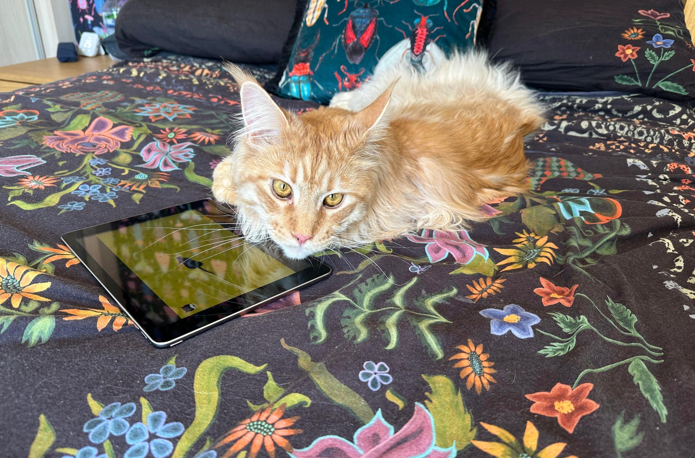 Chú mèo Trevor của tác giả đang dùng chân chạm vào màn hình iPad để chơi game