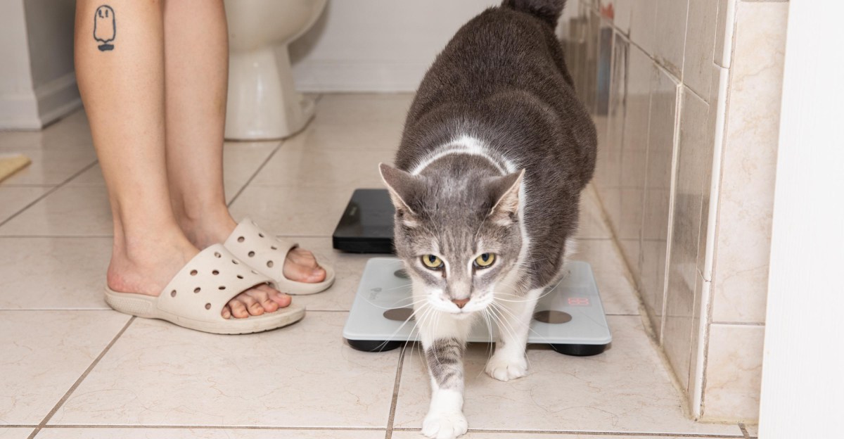 Chú mèo 'khủng long' của tôi và cuộc chiến công nghệ không hồi kết