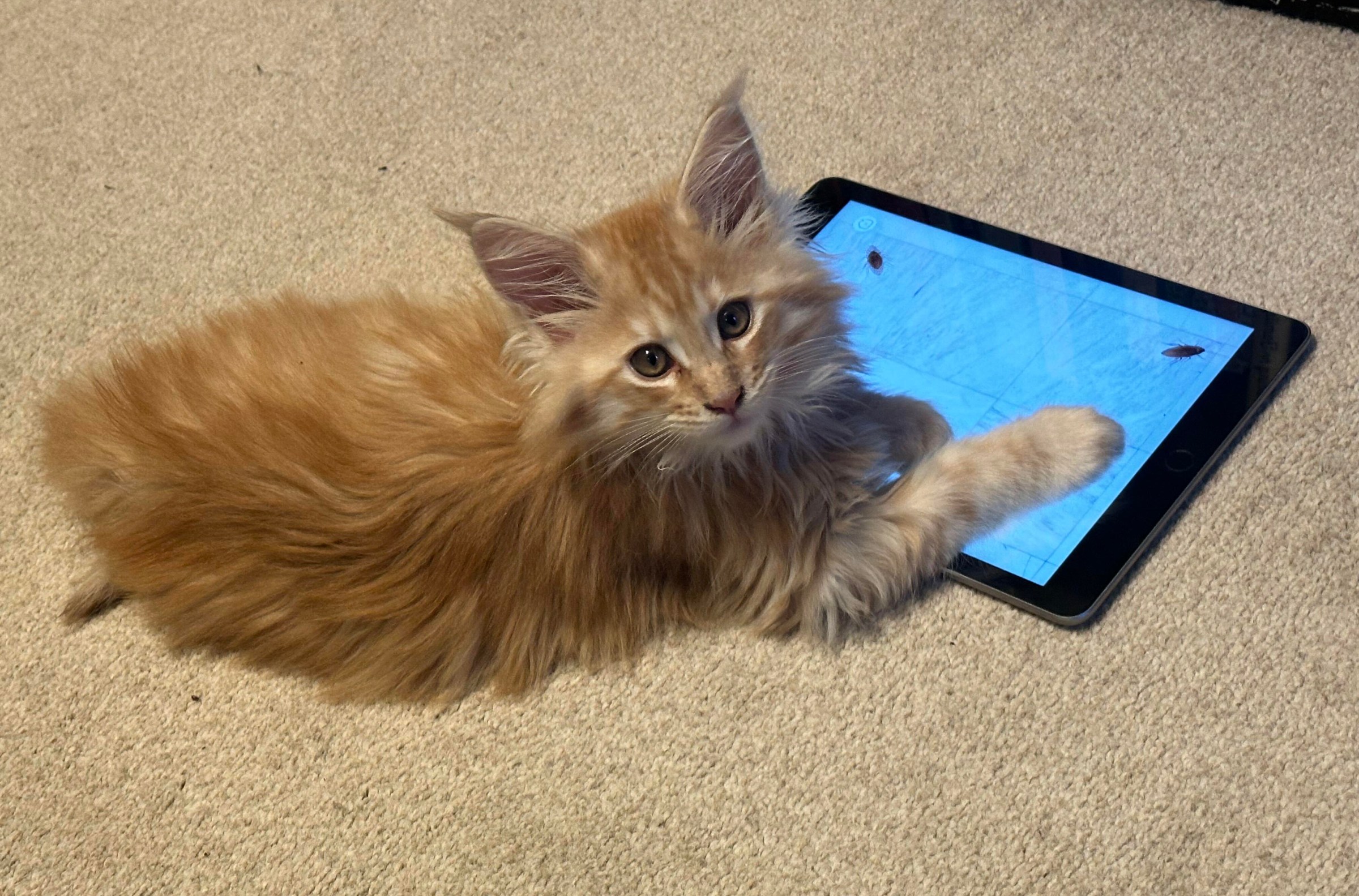 Mèo cưng chăm chú nhìn màn hình iPad với các ứng dụng săn mồi
