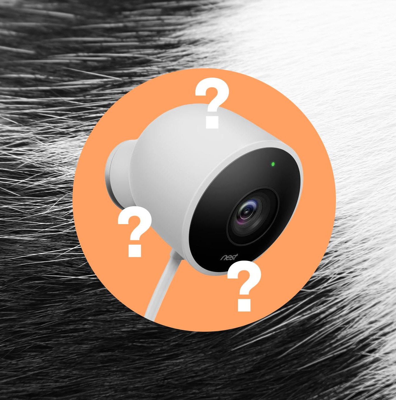 Google Nest Cam nhìn cận cảnh chú mèo