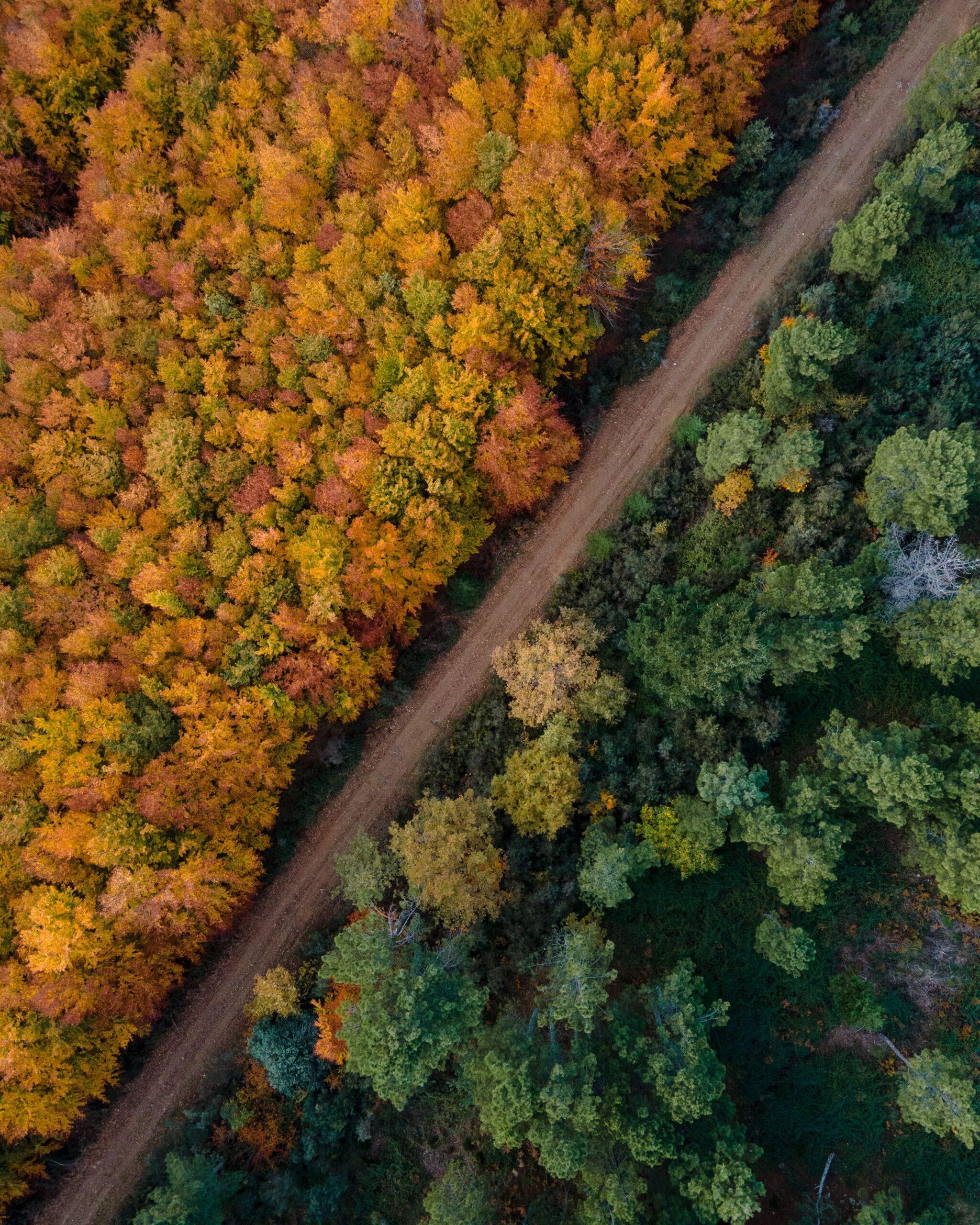 Vì sao Random Forest cần phải ngẫu nhiên đến vậy?