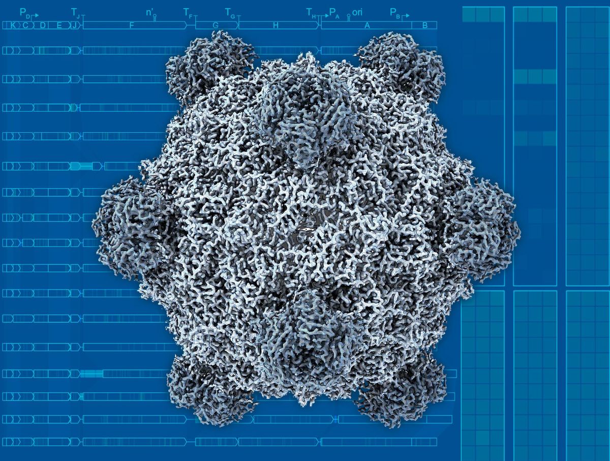 Bản đồ mật độ điện tử cryo-EM của một virion