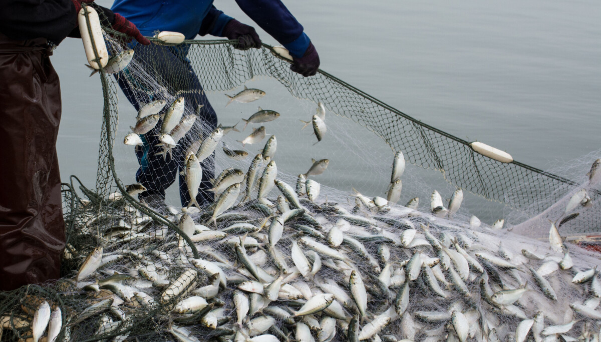 Tội phạm mạng "câu" trộm dữ liệu người dùng Fishbrain, lộ hàng loạt băm mật khẩu