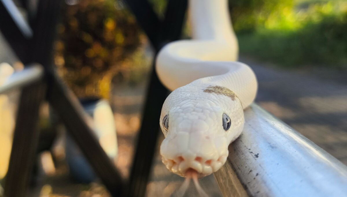 CPython nới lỏng yêu cầu với Rust: Chuyển sang tích hợp tùy chọn để tránh làn sóng phản đối