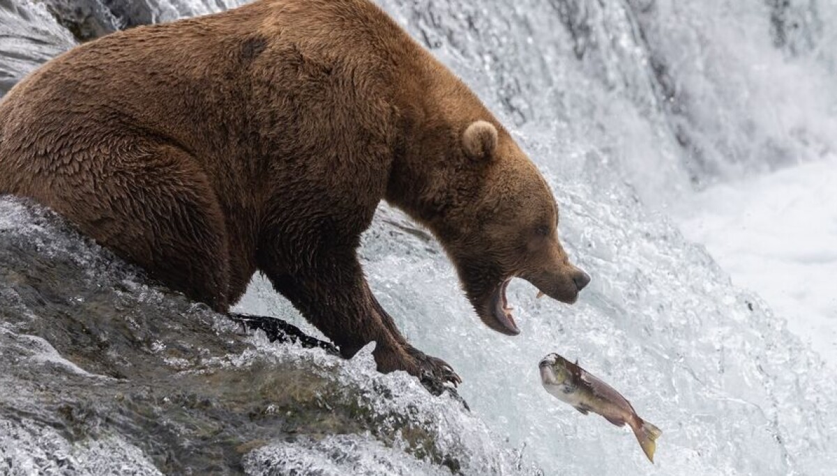 Nhóm lừa đảo BigBear đánh cắp hàng nghìn thông tin đăng nhập Microsoft 365