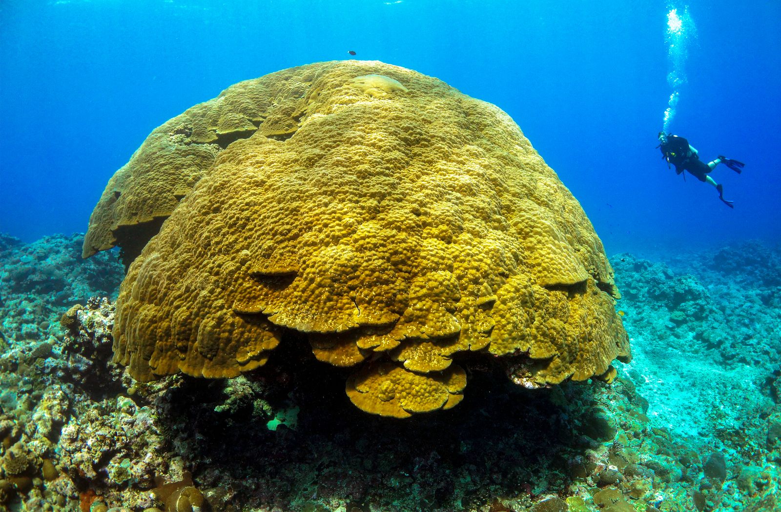 San hô Porites lutea — loài được dùng trong thí nghiệm về nhiệt độ