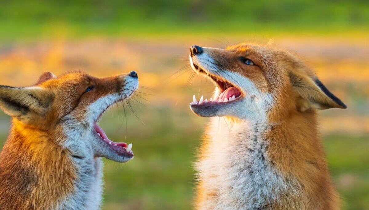 Firefox 156 chính thức ra mắt: Rừng bản fork nở rộ xung quanh Mozilla