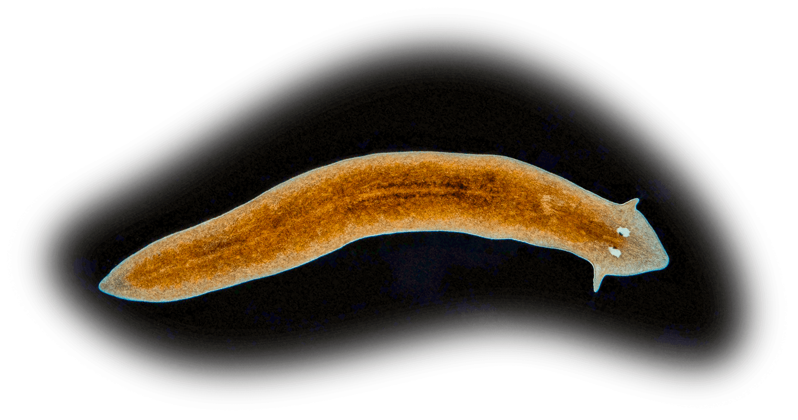 Giun dẹp planarian có khả năng tái sinh phi thường