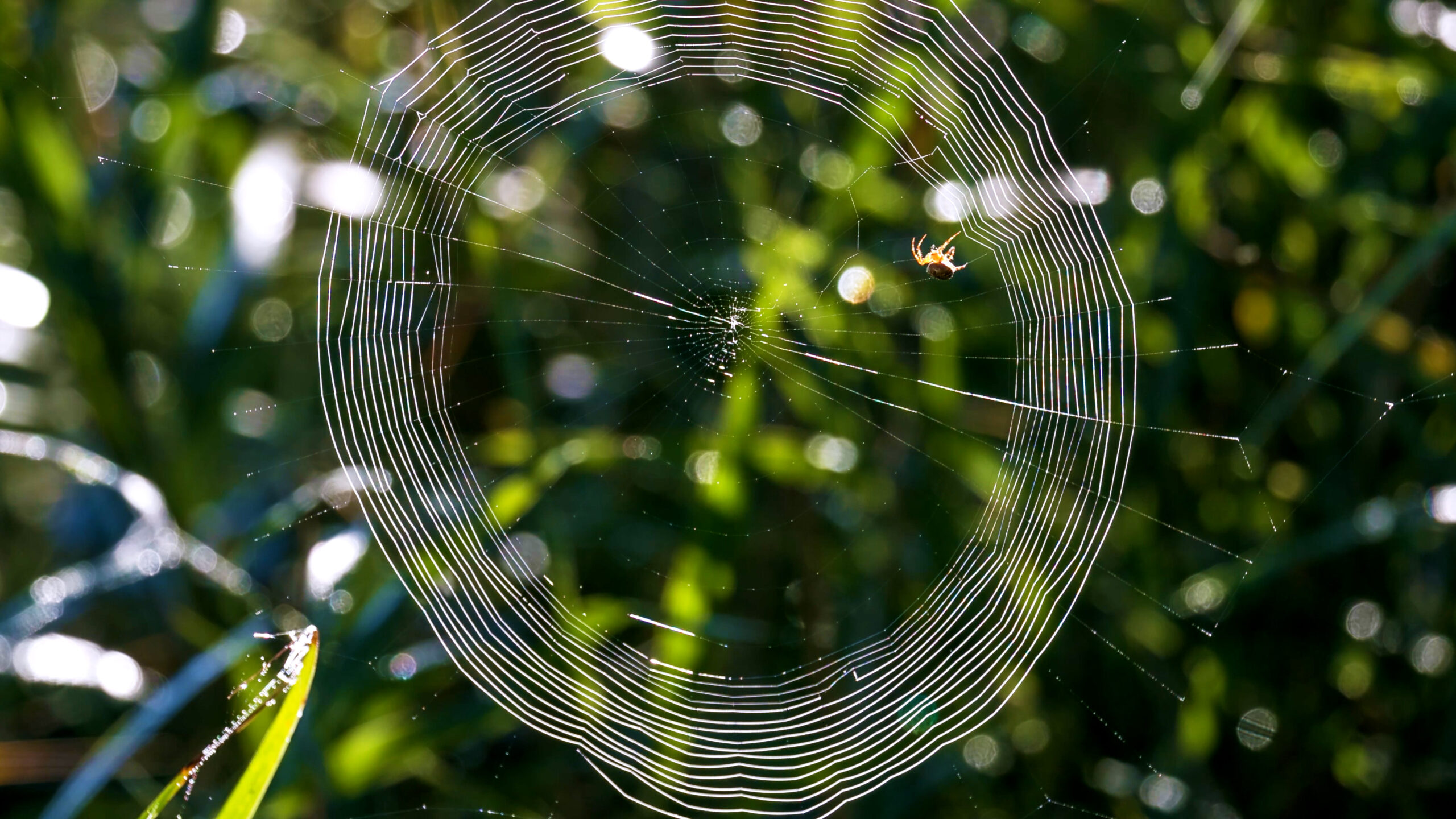 Nhện orb weaver đang giăng tơ