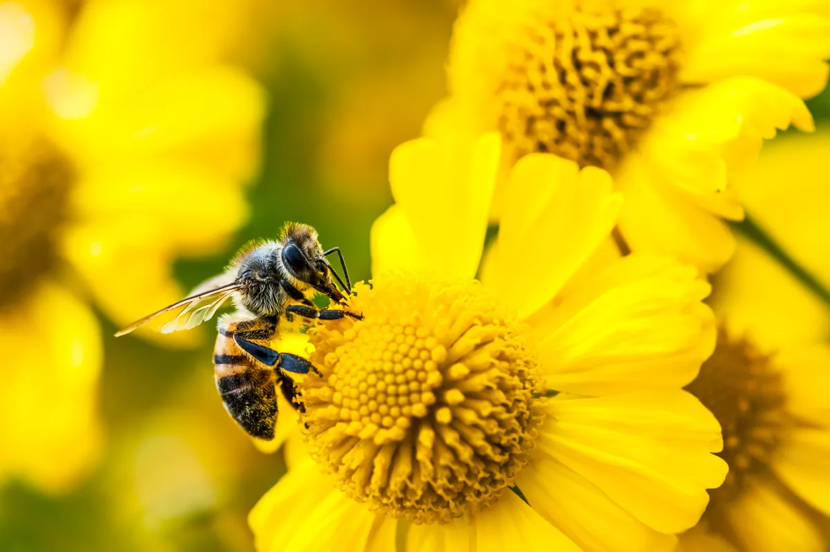 Bee của Amazon ra mắt hai thiết bị AI cá nhân mới, giá từ 75 USD