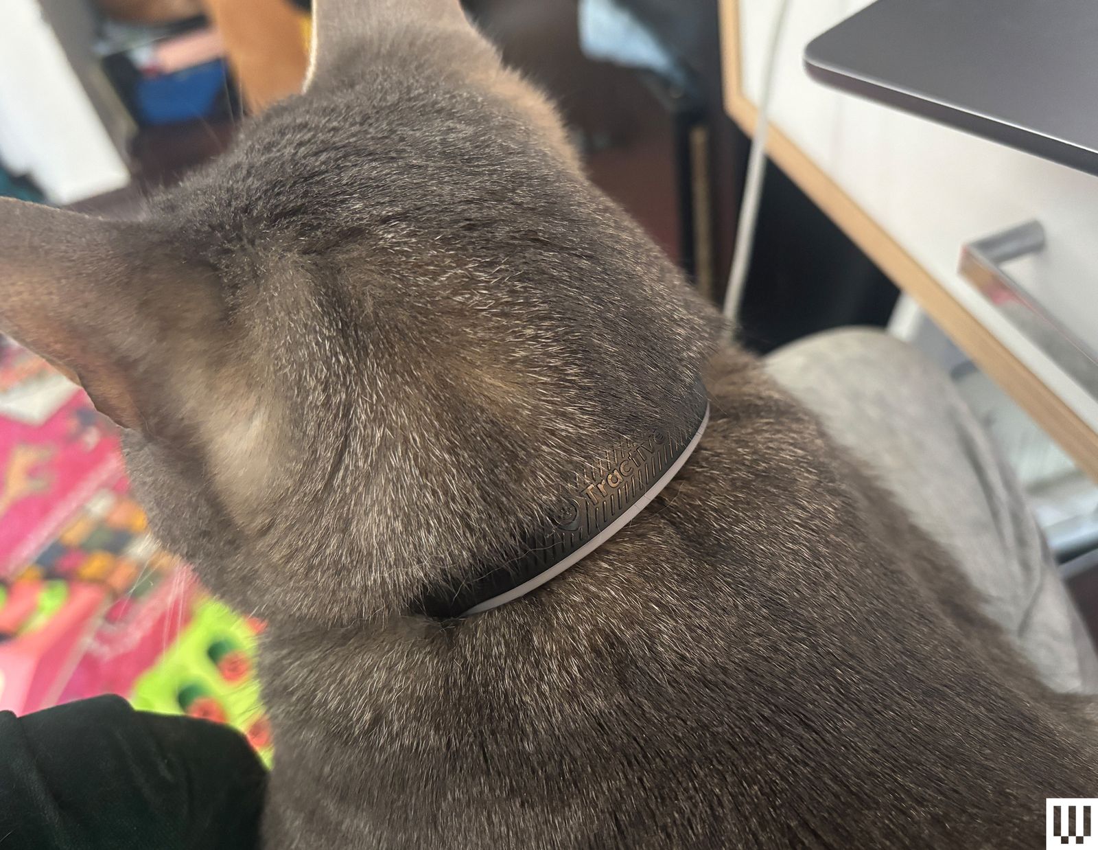 Vòng cổ Tractive Cat 6 Mini trên mèo
