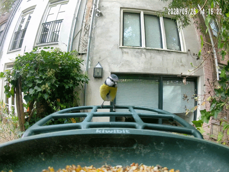 Chú bồ câu khổng lồ chắn ngang camera