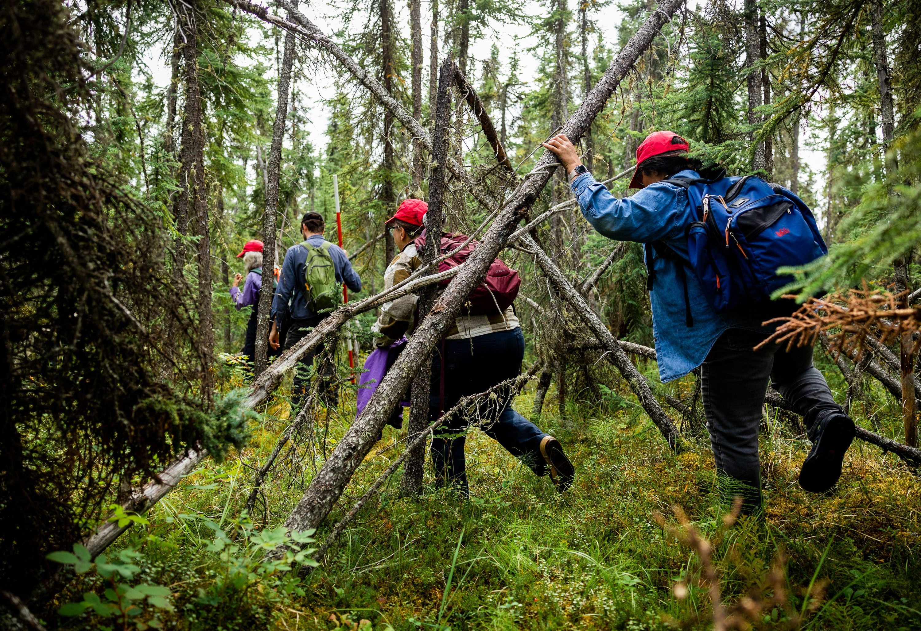Nhóm nghiên cứu đo lớp tro tại khu vực cháy ở Alaska
